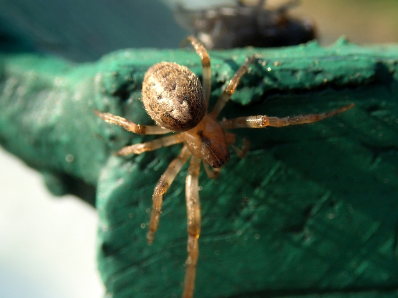 Zygiella sp. - Villorba (TV)